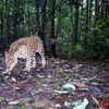 Do You Have Awesome Photos Of Animals In Action Via A Camera Trap?